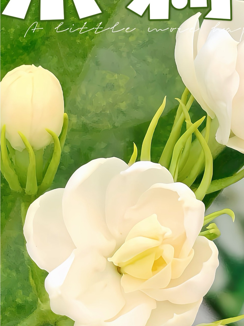 Jasmine